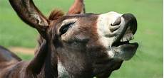 Donkey Jackets