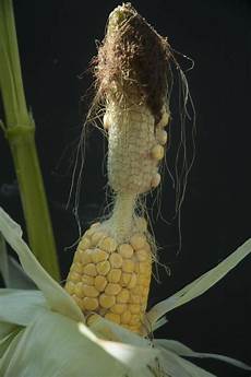 Short Grain